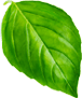 basil